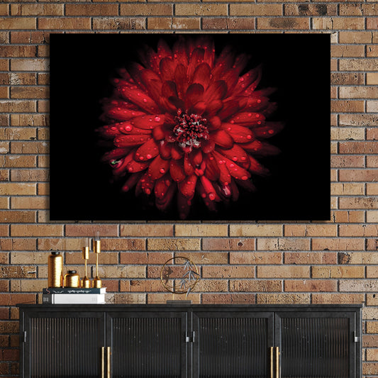 Close-up of red chrysanthemum flower with water droplets on petals against black background