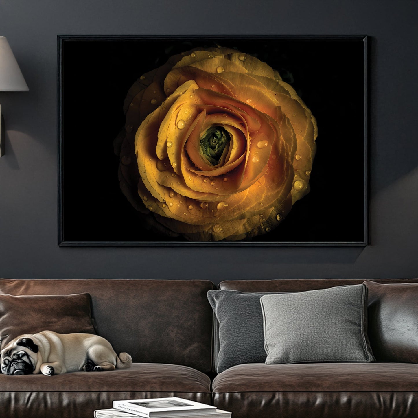 Close-up of yellow ranunculus flower with water droplets on petals against black background