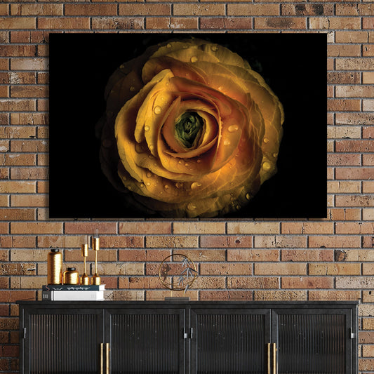 Close-up of yellow ranunculus flower with water droplets on petals against black background