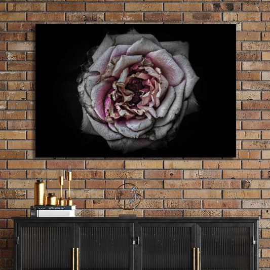 Faded close-up of a dusty pink rose with aged petals on a black background