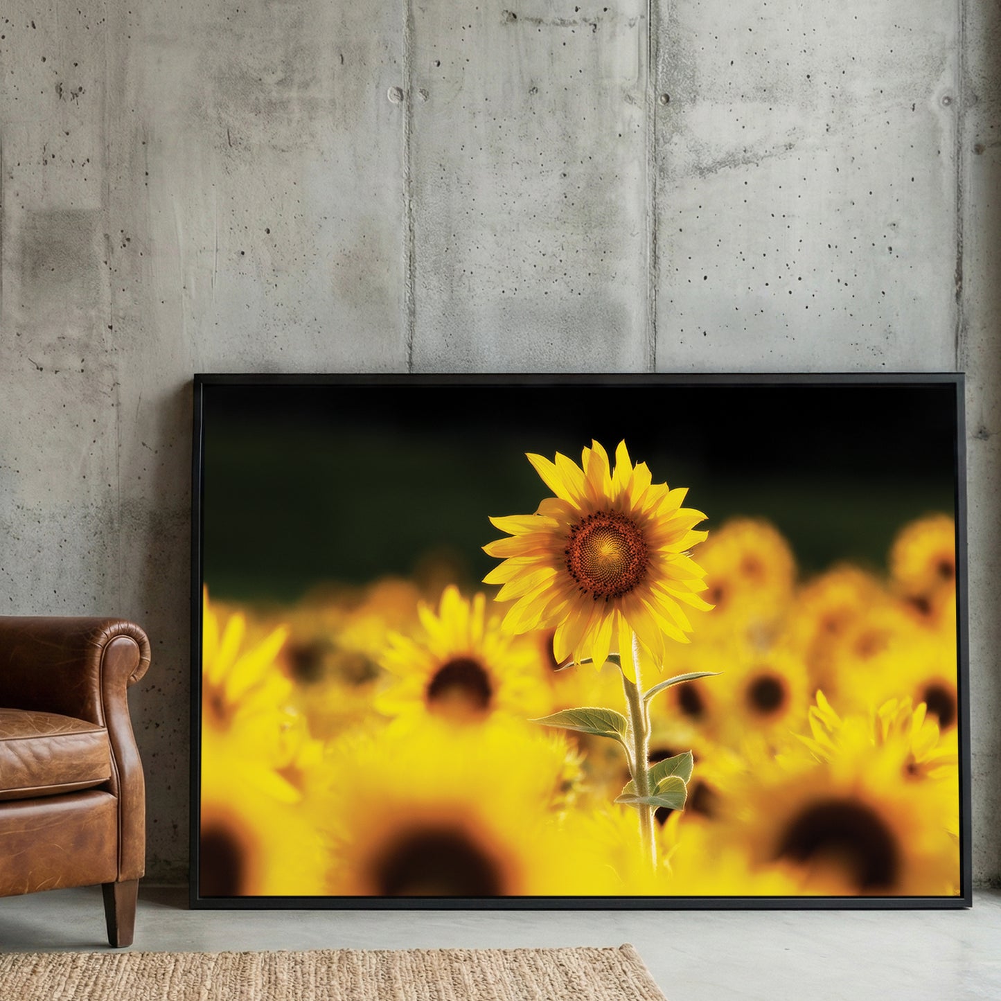 Sunflower Field framed canvas wall art print in a gallery-style display