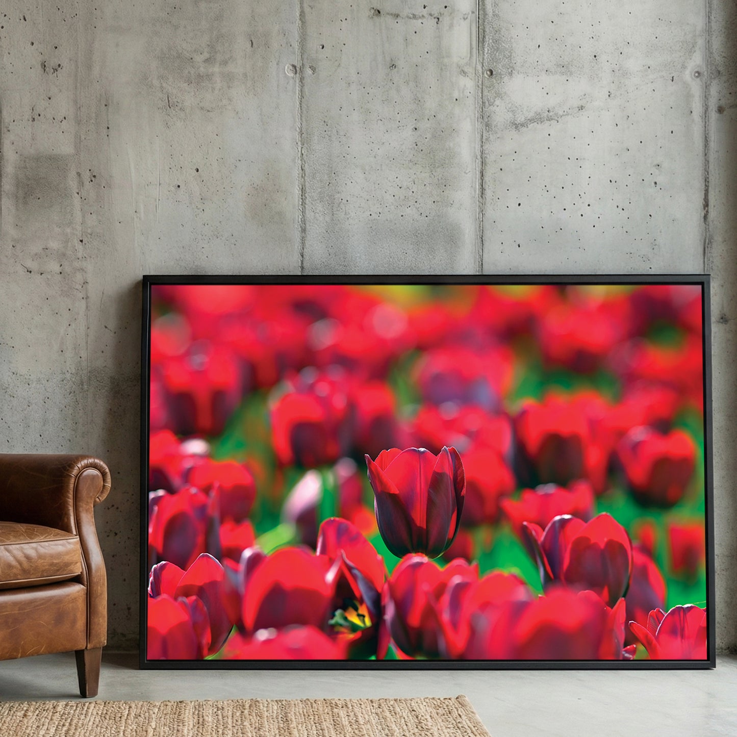 Red Tulip Field framed canvas wall art print in a gallery-style display