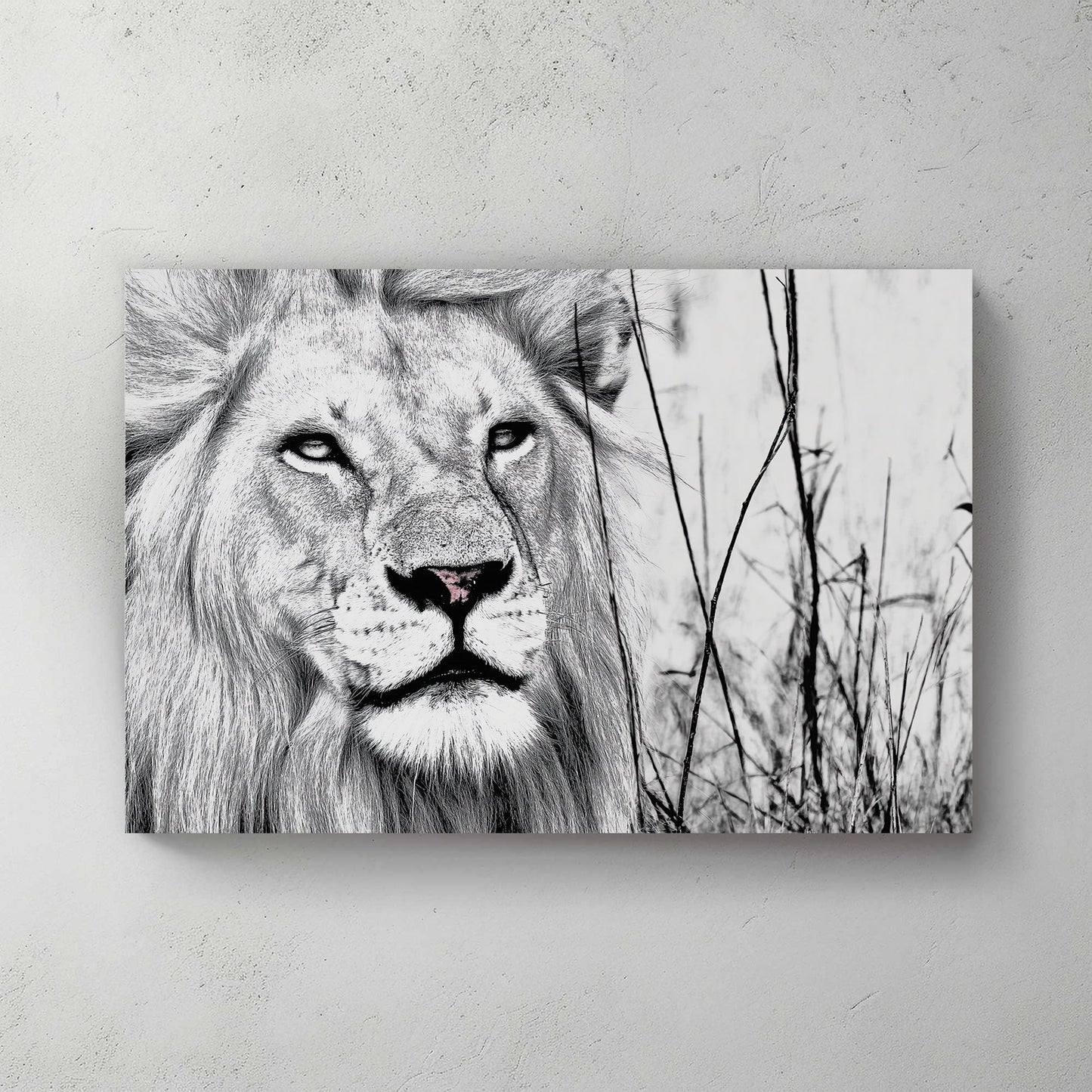black and white lion wall art with intense gaze