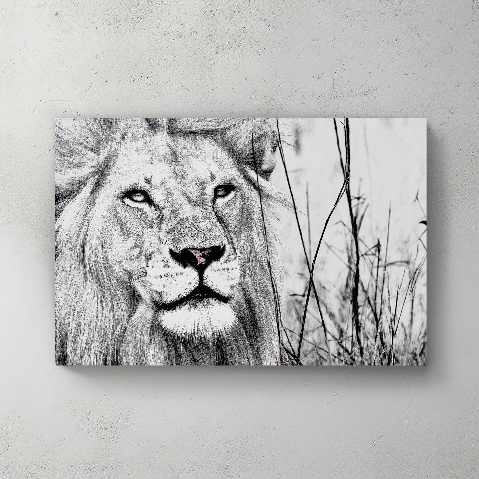 black and white lion wall art with intense gaze
