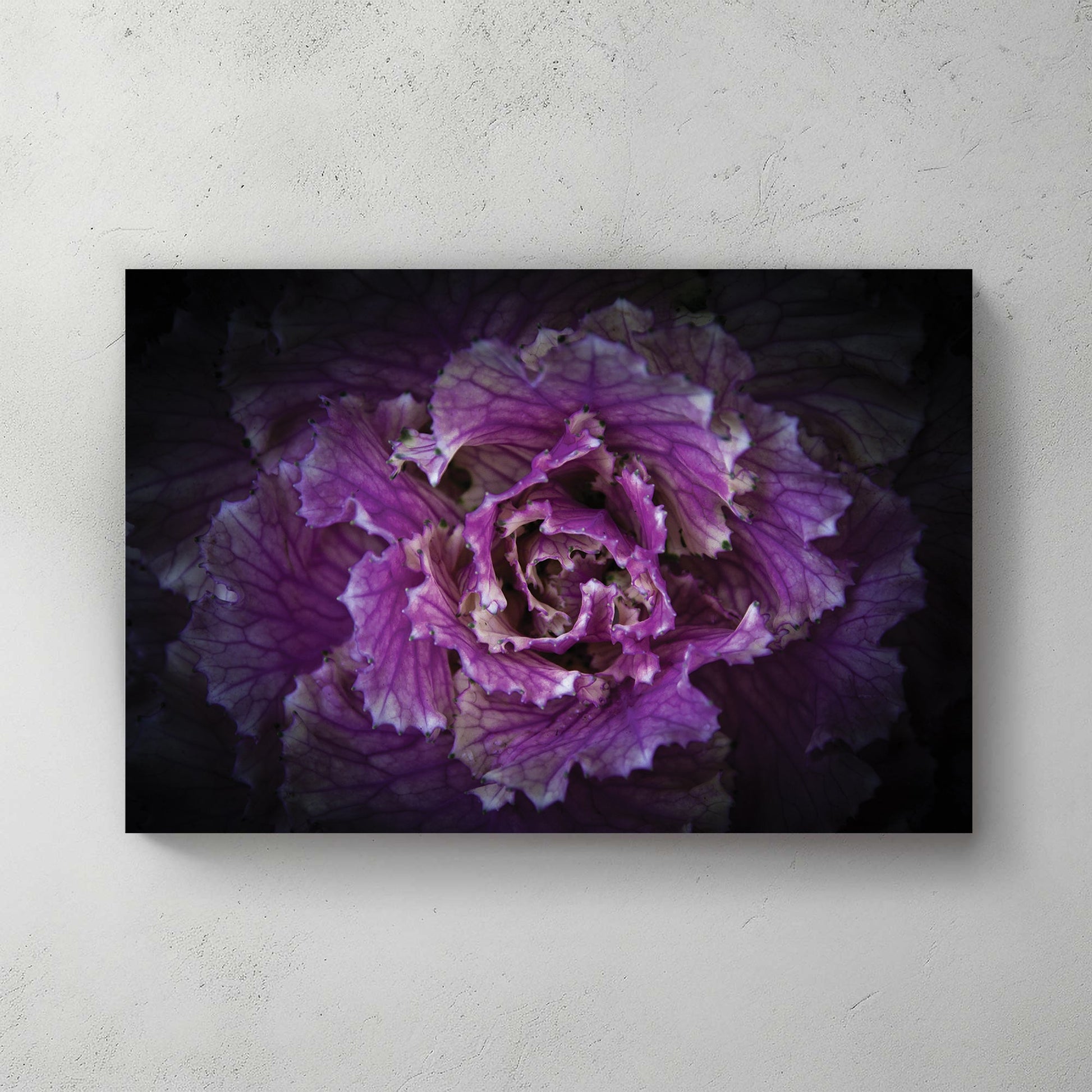 Close-up of a purple ornamental cabbage flower with detailed texture and dark background