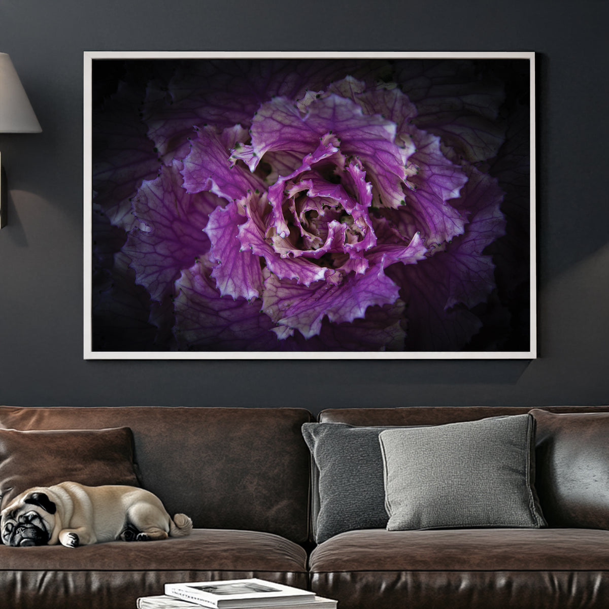 Close-up of a purple ornamental cabbage flower with detailed texture and dark background