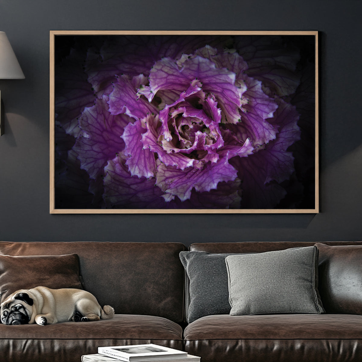 Close-up of a purple ornamental cabbage flower with detailed texture and dark background