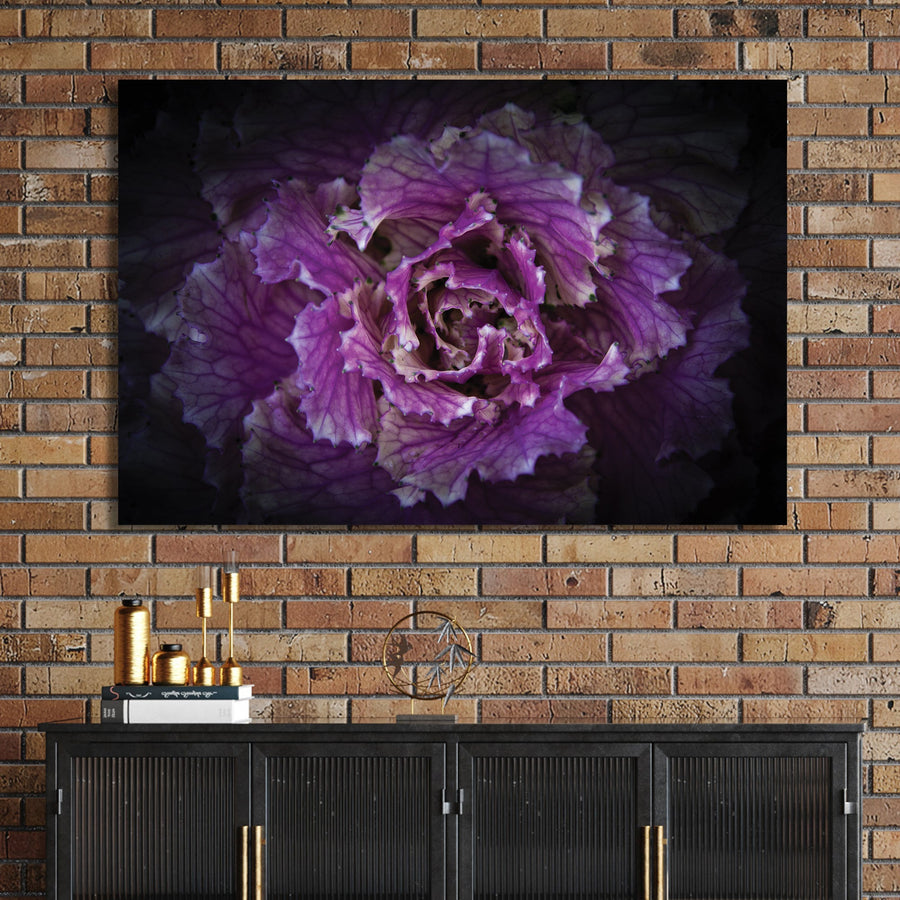 Close-up of a purple ornamental cabbage flower with detailed texture and dark background