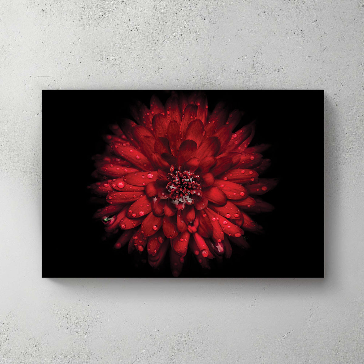 Close-up of red chrysanthemum flower with water droplets on petals against black background