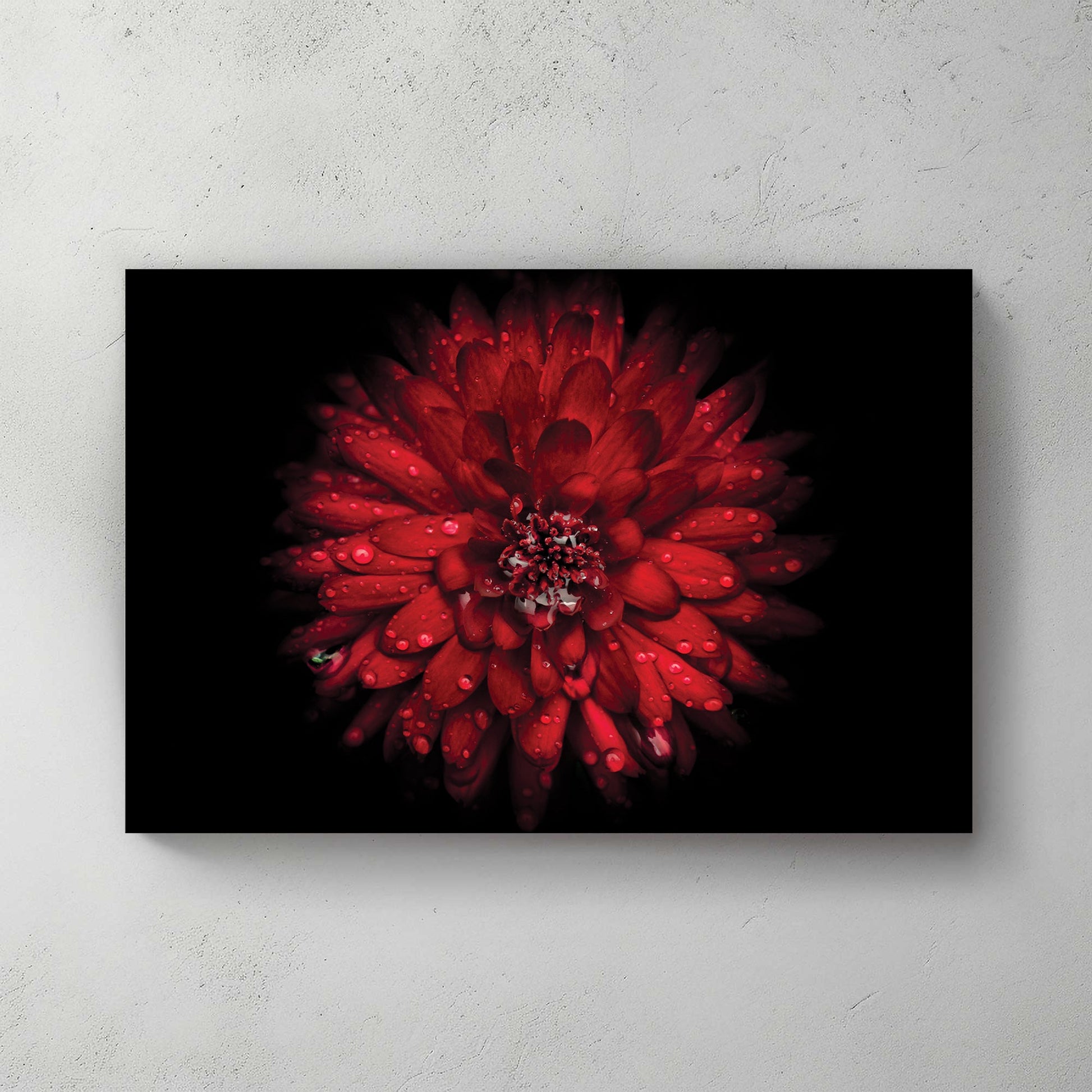 Close-up of red chrysanthemum flower with water droplets on petals against black background