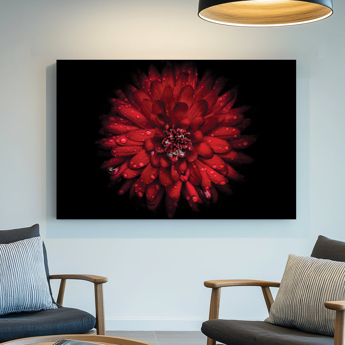 Close-up of red chrysanthemum flower with water droplets on petals against black background