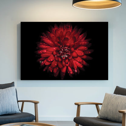 Close-up of red chrysanthemum flower with water droplets on petals against black background