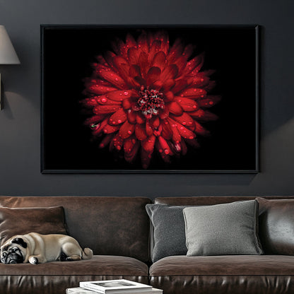 Close-up of red chrysanthemum flower with water droplets on petals against black background