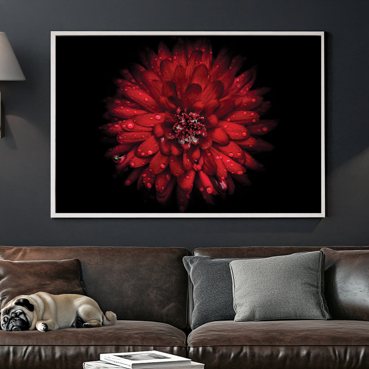 Close-up of red chrysanthemum flower with water droplets on petals against black background