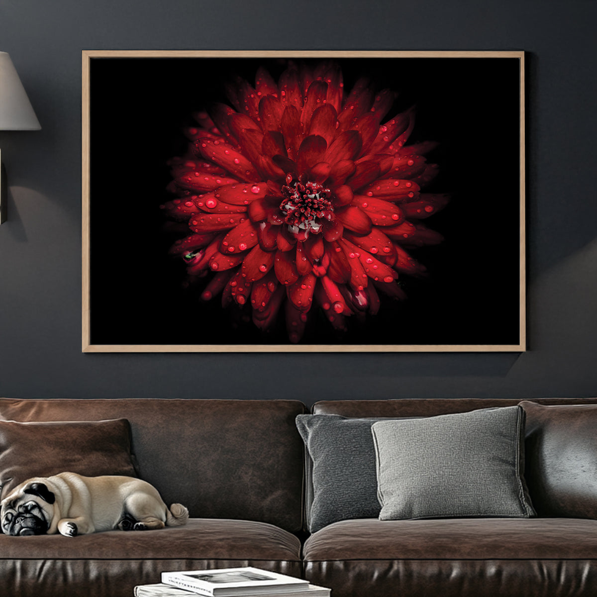 Close-up of red chrysanthemum flower with water droplets on petals against black background