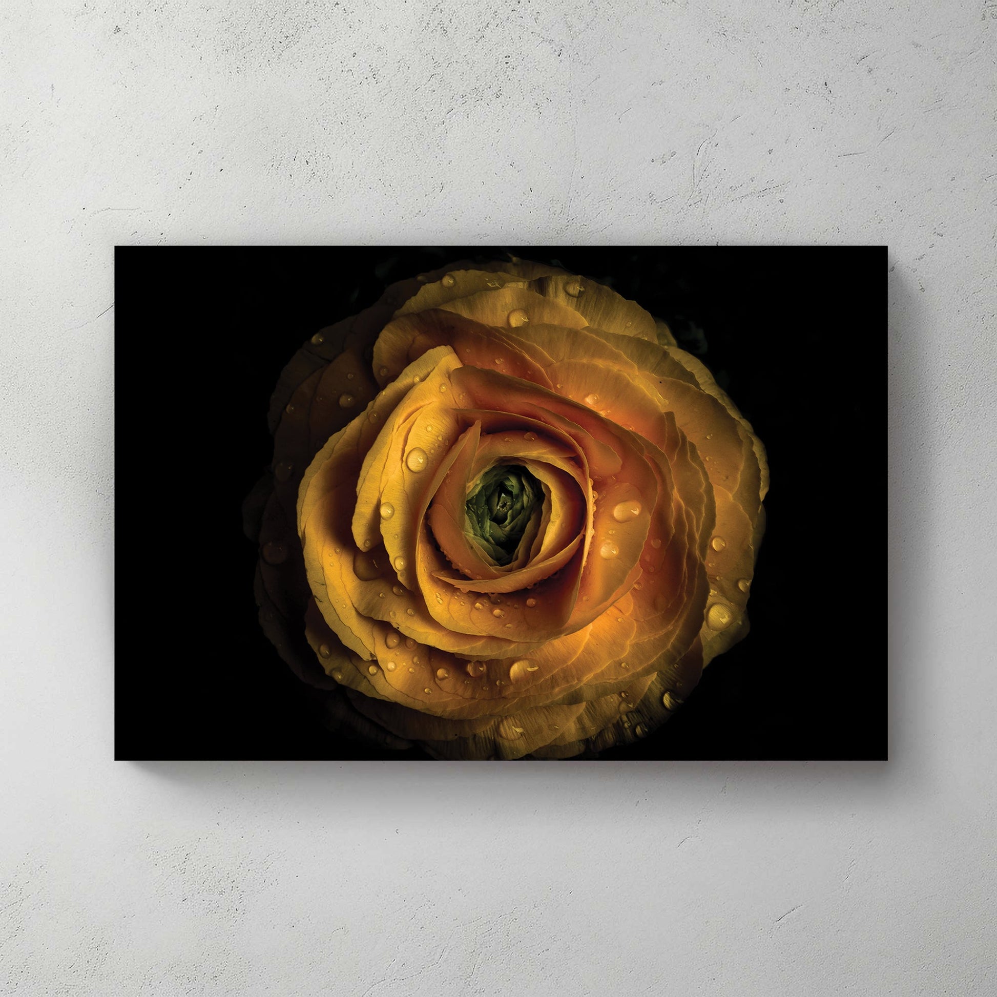 Close-up of yellow ranunculus flower with water droplets on petals against black background