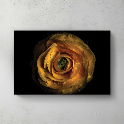 Close-up of yellow ranunculus flower with water droplets on petals against black background