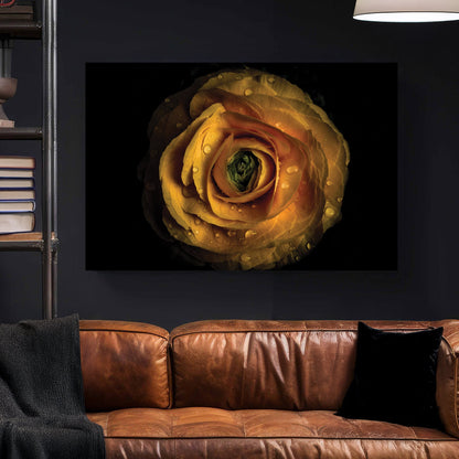 Close-up of yellow ranunculus flower with water droplets on petals against black background