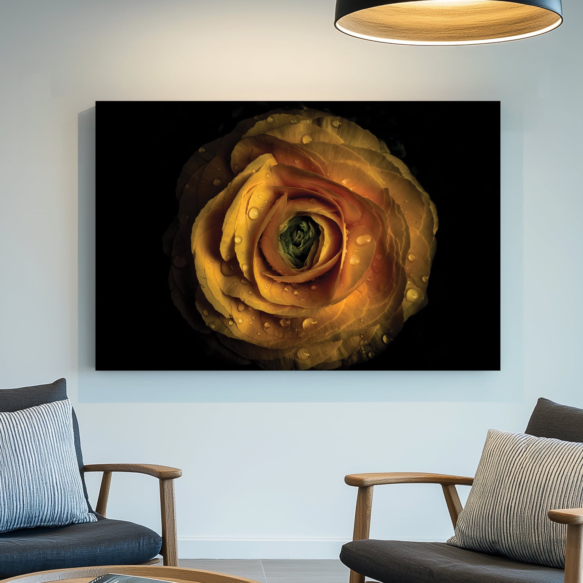 Close-up of yellow ranunculus flower with water droplets on petals against black background