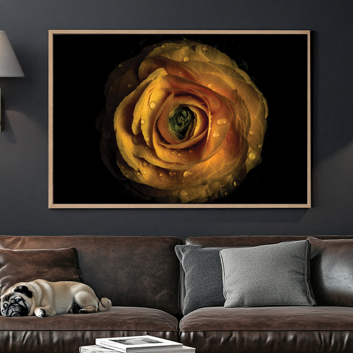 Close-up of yellow ranunculus flower with water droplets on petals against black background
