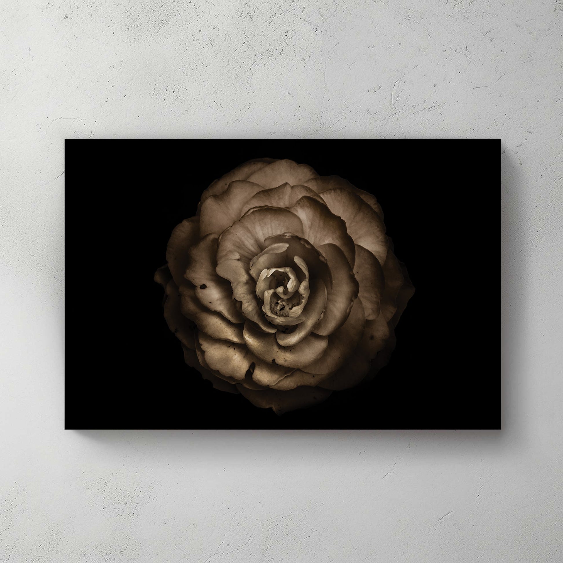 Sepia-toned close-up of a rose-like flower with curled petals on black background