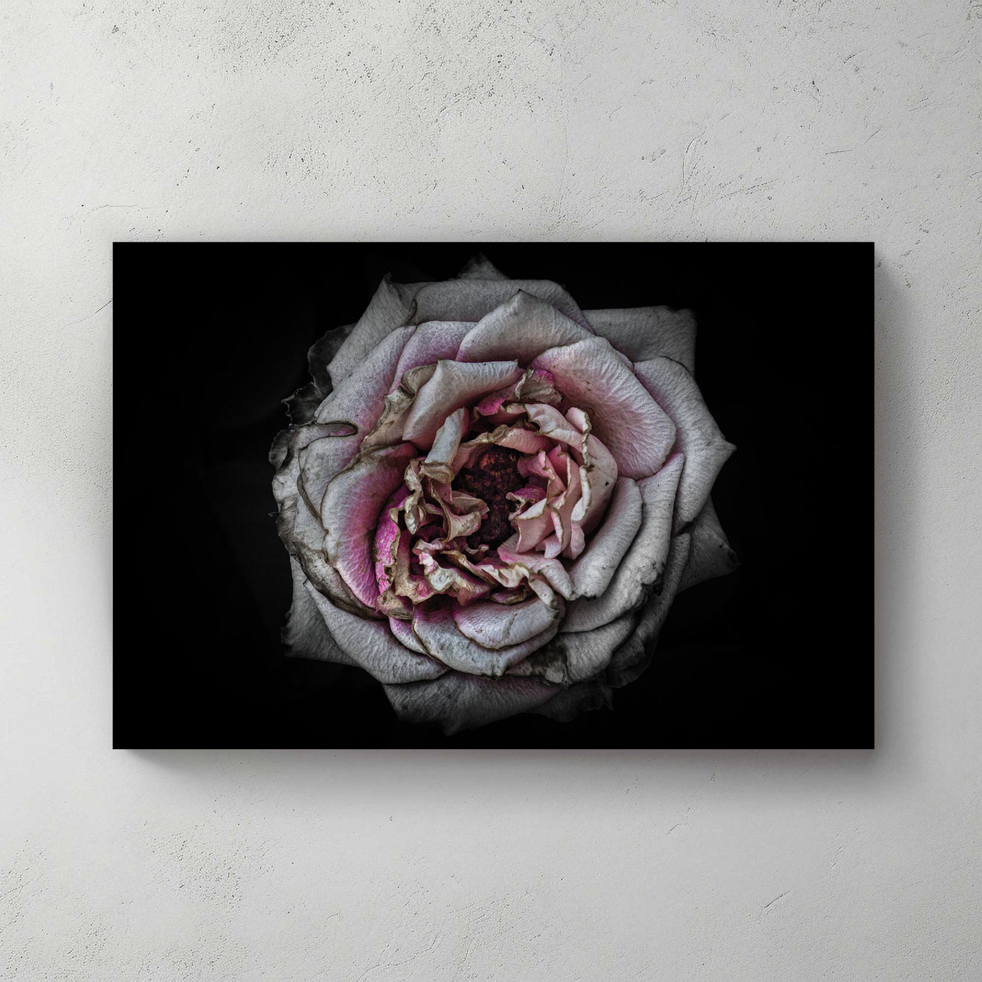 Faded close-up of a dusty pink rose with aged petals on a black background