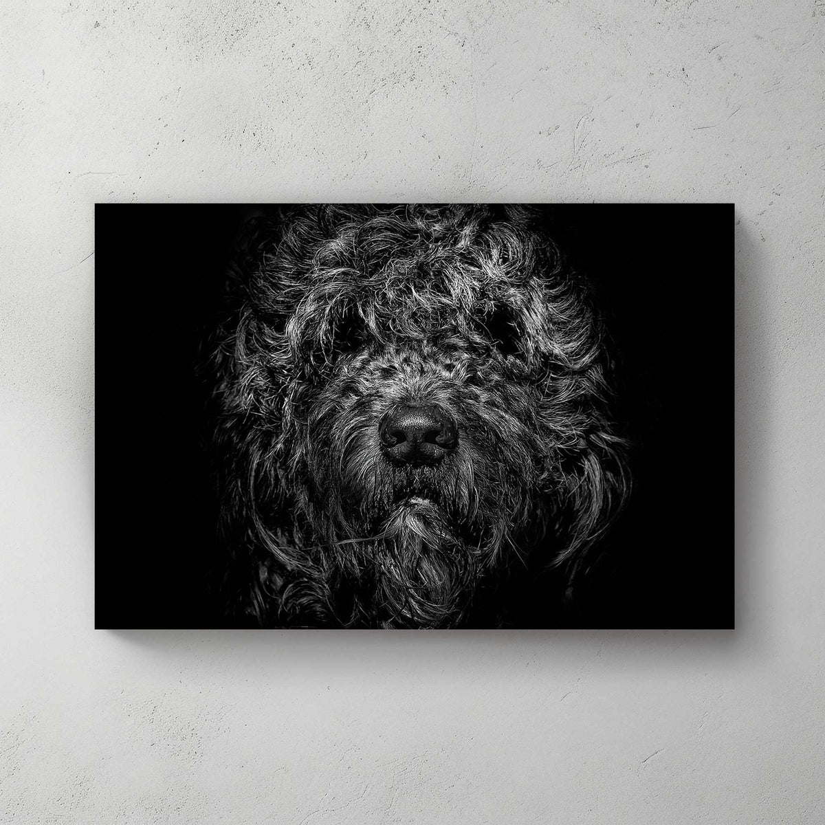black and white shaggy dog close-up with dramatic lighting