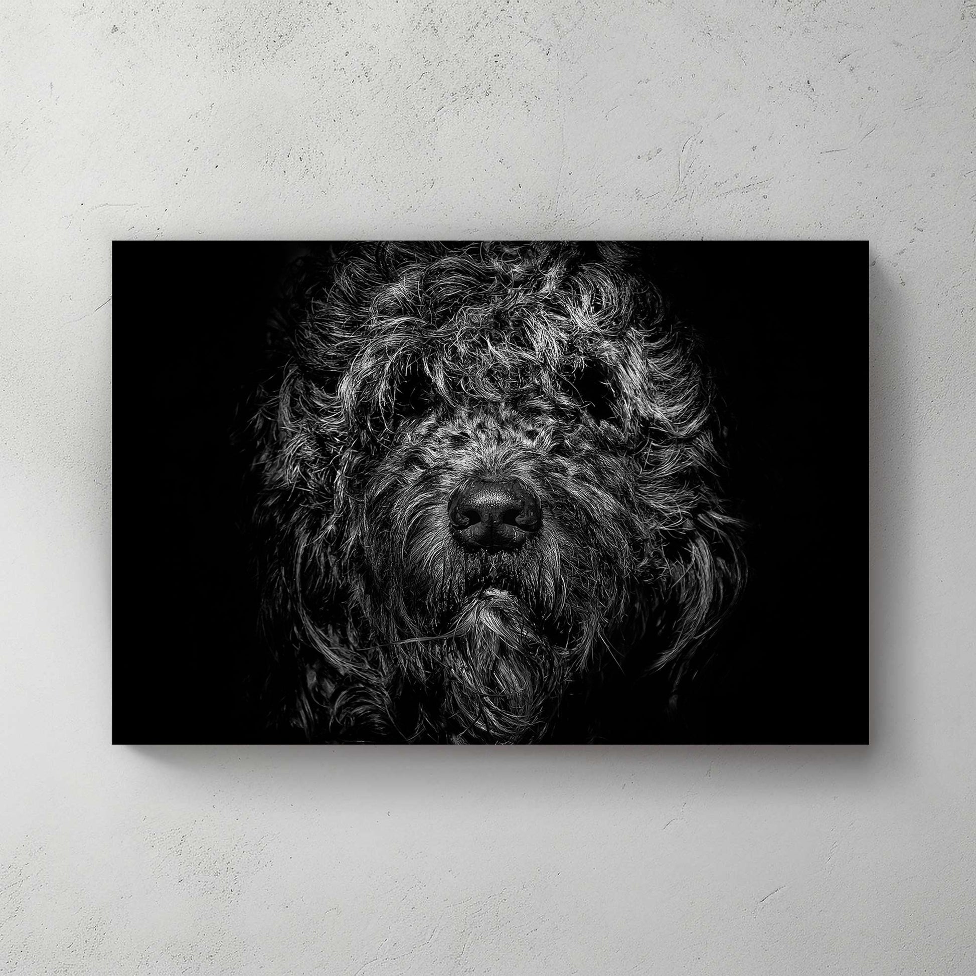 black and white shaggy dog close-up with dramatic lighting