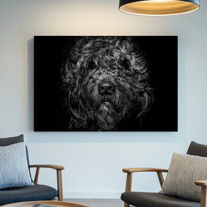 black and white shaggy dog close-up with dramatic lighting
