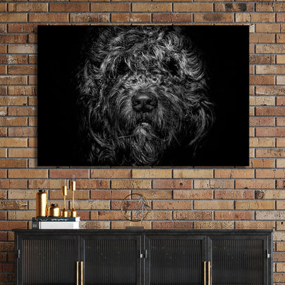 black and white shaggy dog close-up with dramatic lighting