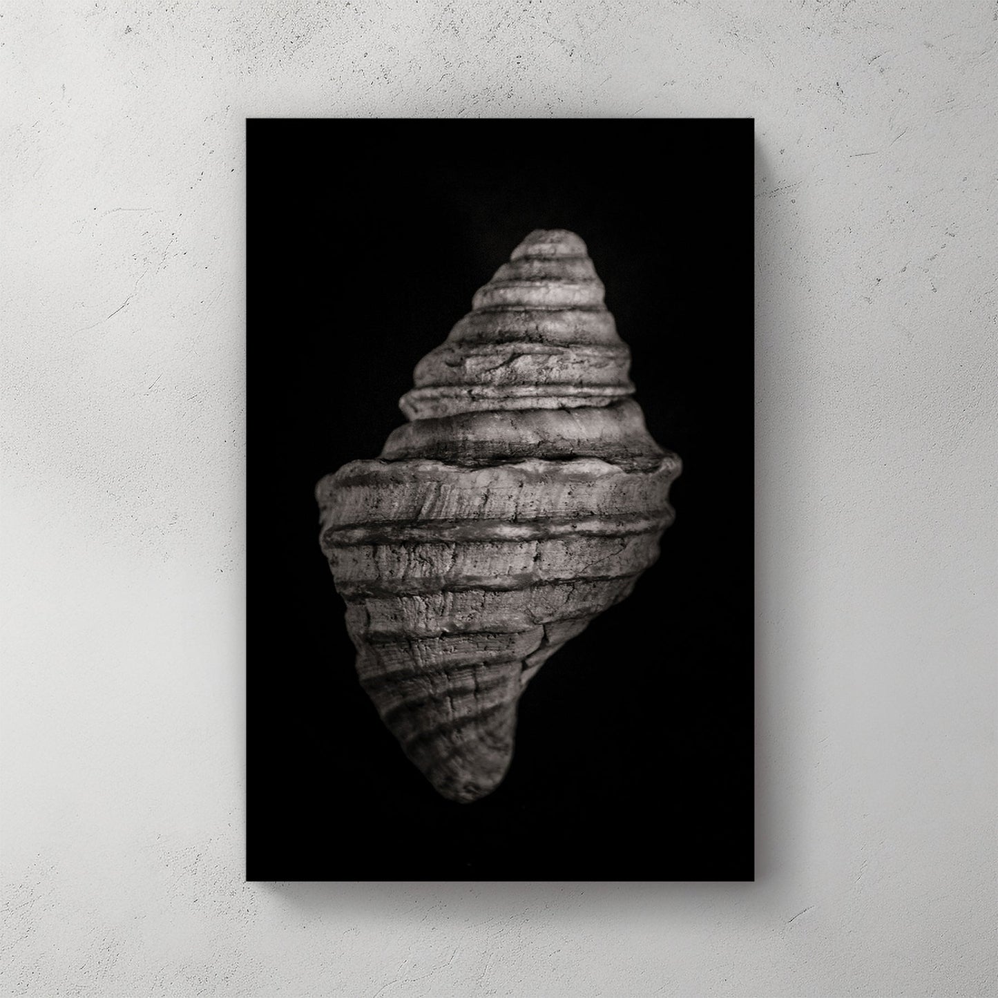 black and white photo of spiral seashell with textured detail