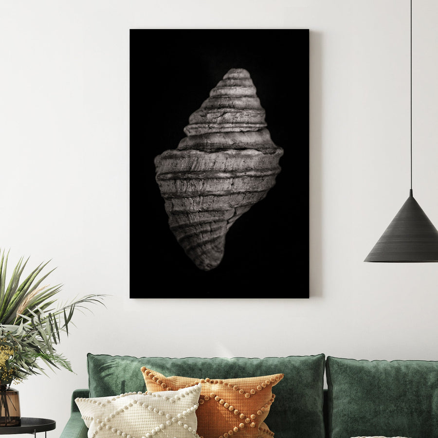 black and white photo of spiral seashell with textured detail