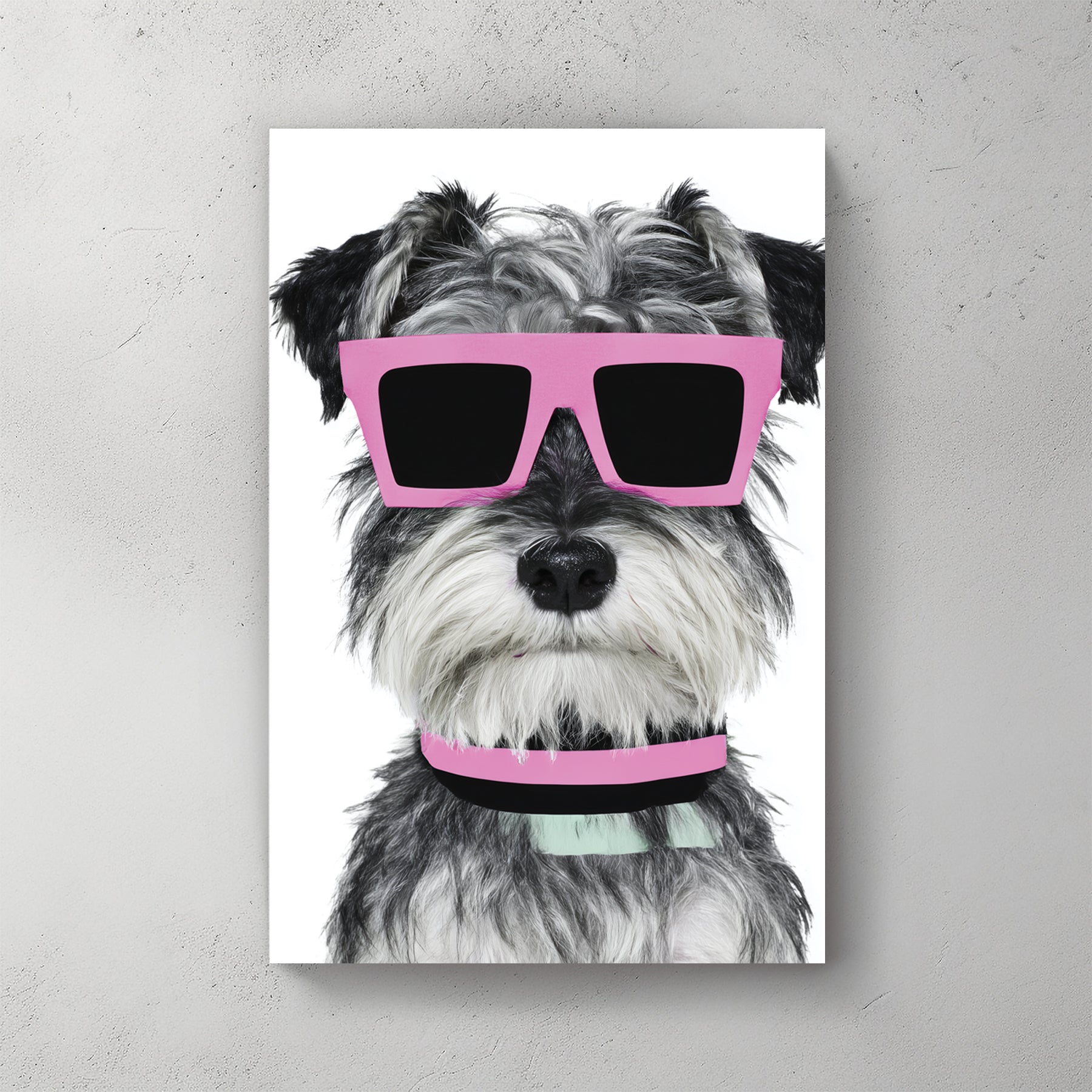 Schnauzer dog grey-white fur with pink rectangular sunglasses, mint green collar, white background, simple portrait — canvas wall art print
