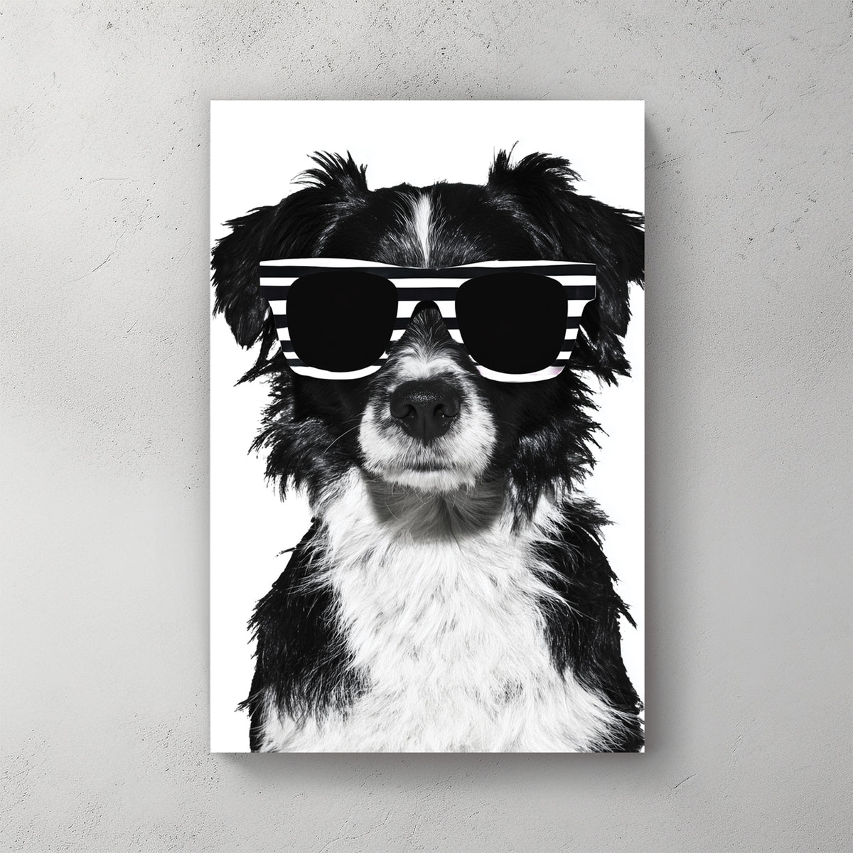 Black & white border collie; white sunglasses; clean white background; cute pet portrait — canvas wall art print