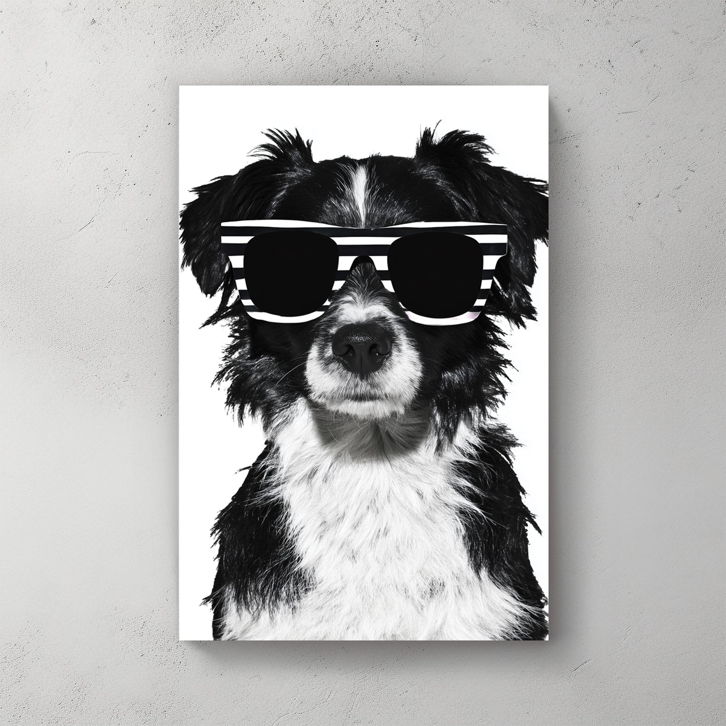 Black & white border collie; white sunglasses; clean white background; cute pet portrait — canvas wall art print