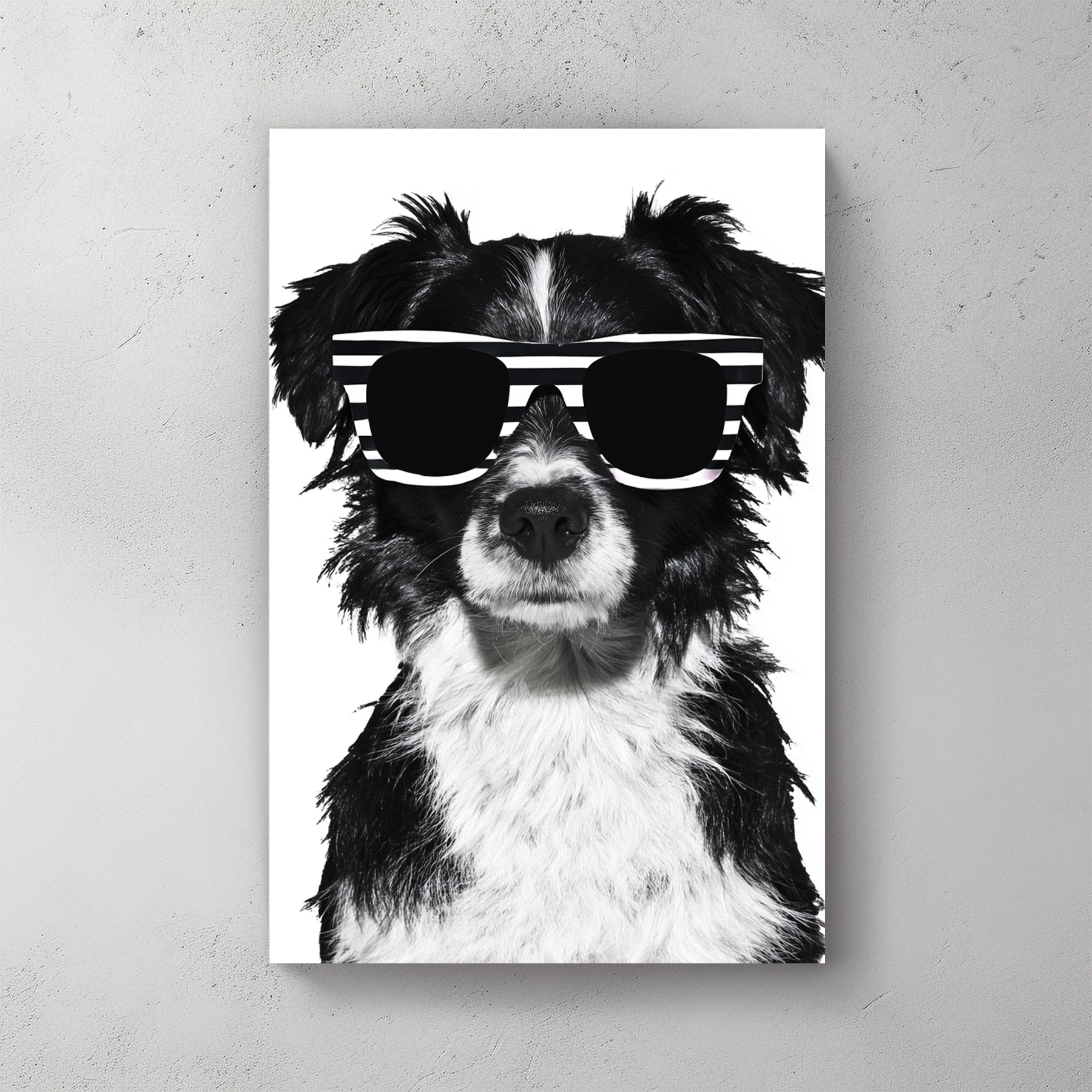 Black & white border collie; white sunglasses; clean white background; cute pet portrait — canvas wall art print