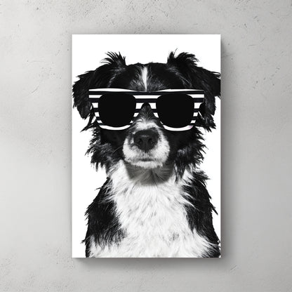 Black & white border collie; white sunglasses; clean white background; cute pet portrait — canvas wall art print