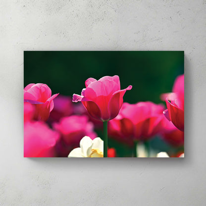 Vivid pink tulips with a single white daffodil, deep green background, bright spring light — canvas wall art print