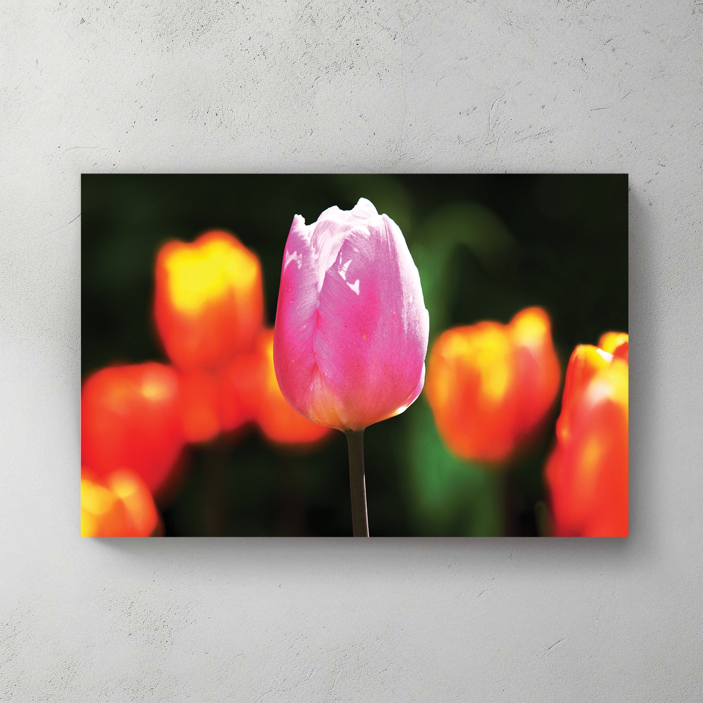 One backlit pink tulip standing out against a soft bokeh of orange and yellow tulips — canvas wall art print
