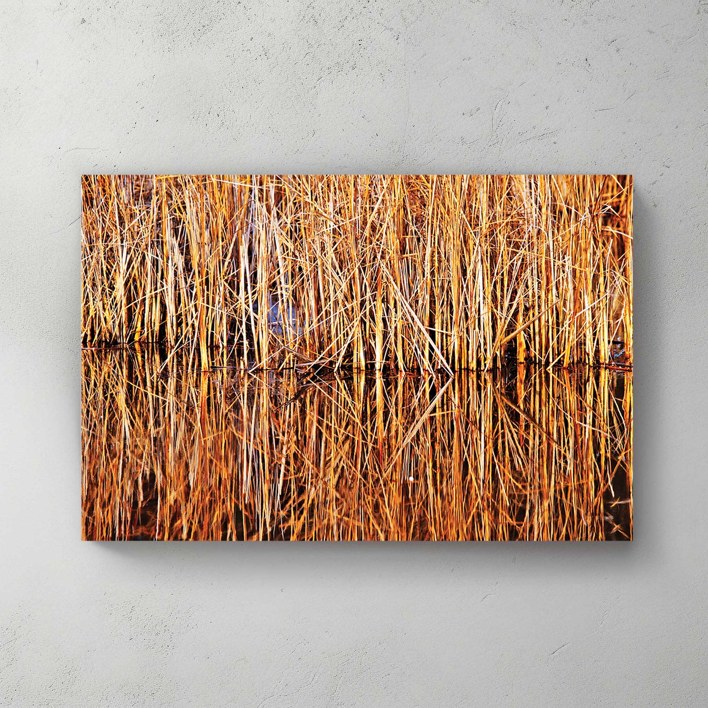 Tall golden marsh reeds mirrored in still dark water at low sun, warm autumn tones — canvas wall art print