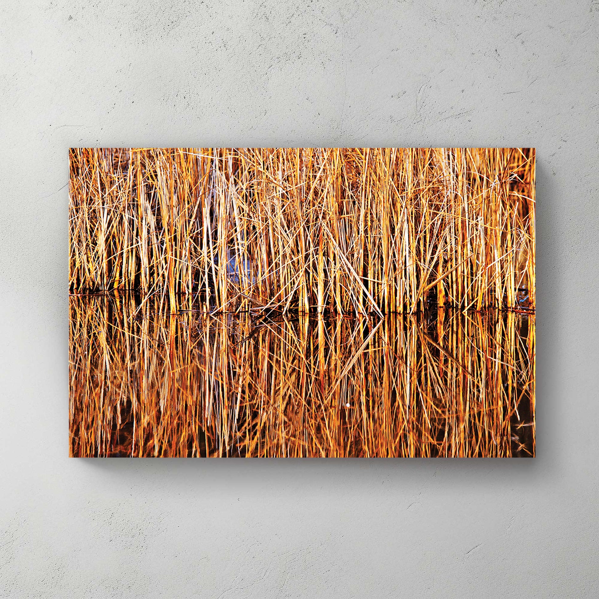 Tall golden marsh reeds mirrored in still dark water at low sun, warm autumn tones — canvas wall art print