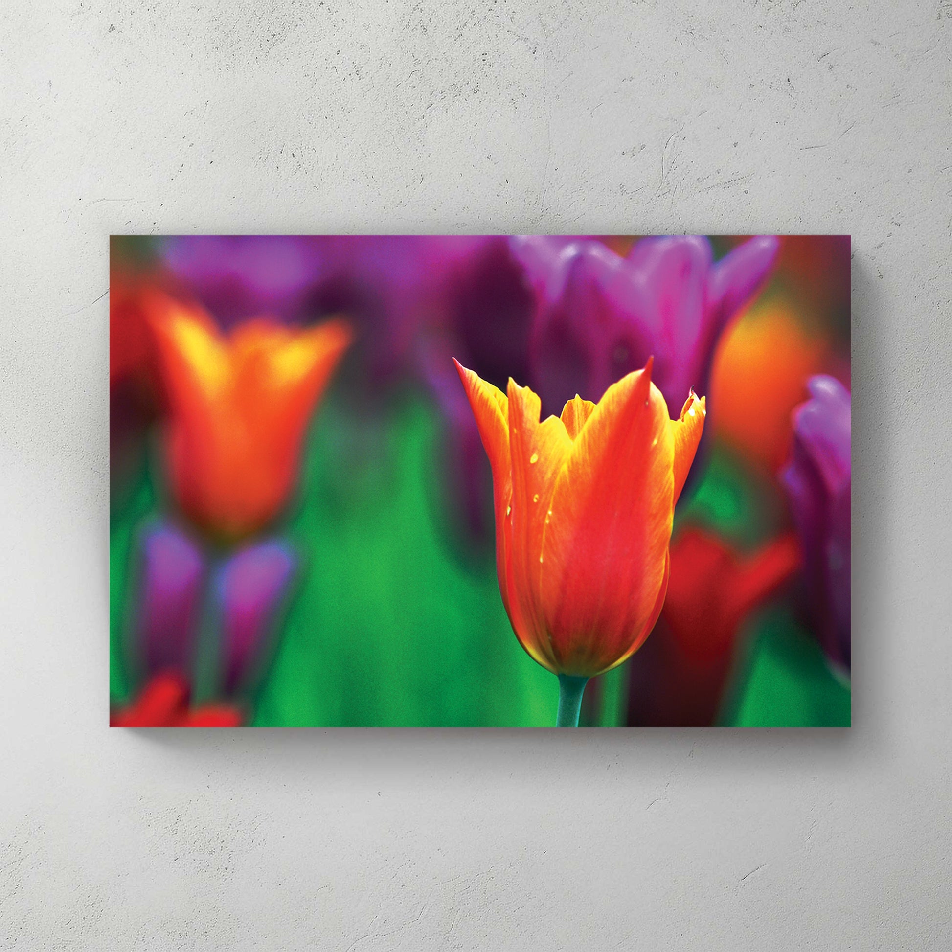 A single backlit orange tulip standing among soft purple tulips, dreamy shallow focus — canvas wall art print