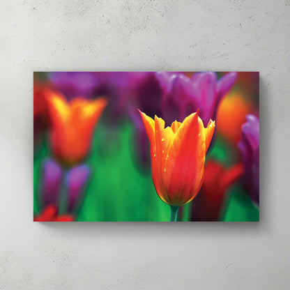 A single backlit orange tulip standing among soft purple tulips, dreamy shallow focus — canvas wall art print
