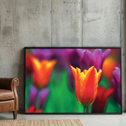 Orange Tulip Purple Bloom framed canvas wall art print in a gallery-style display