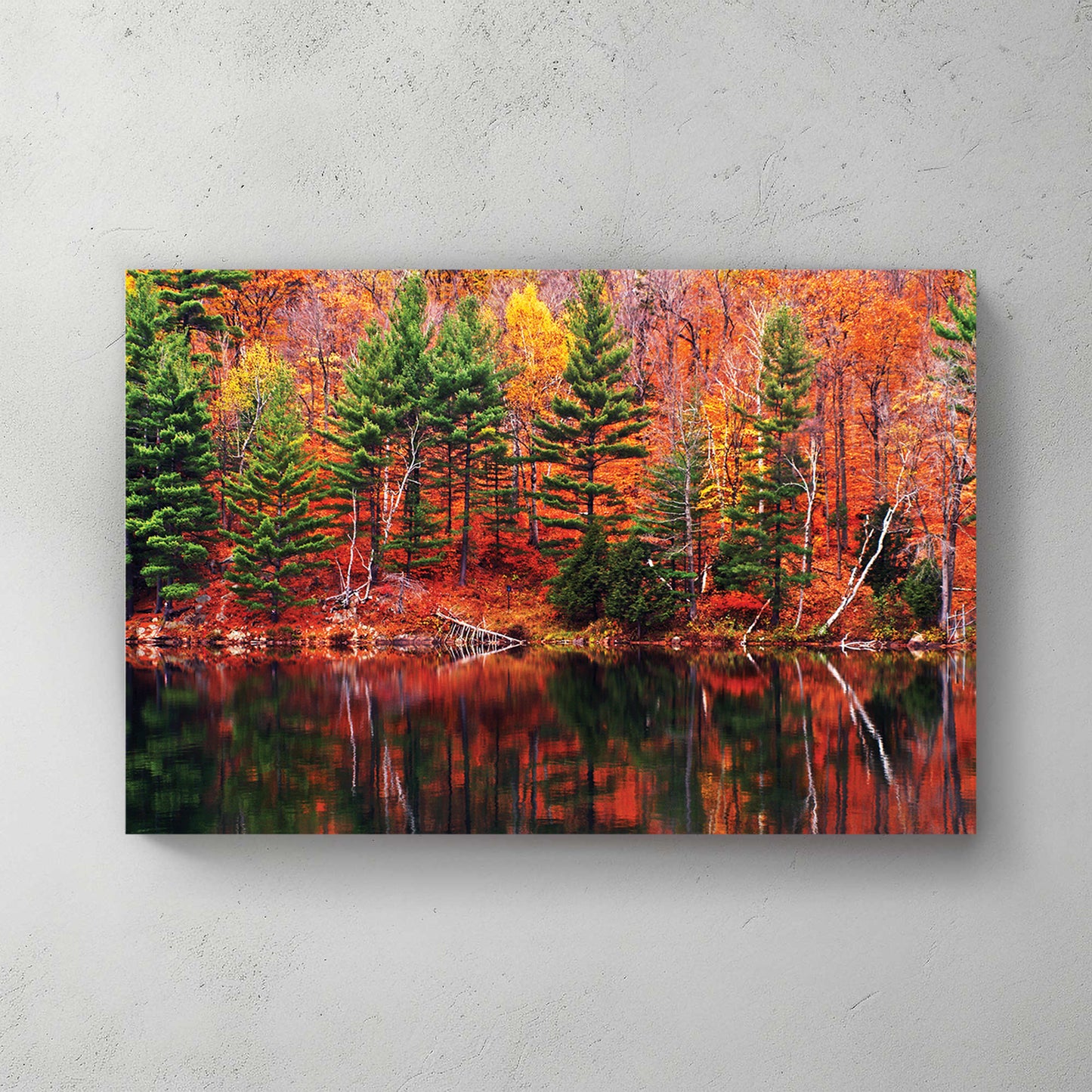 Blazing orange and green autumn forest mirrored in a still lake, pines breaking up the colour — canvas wall art print