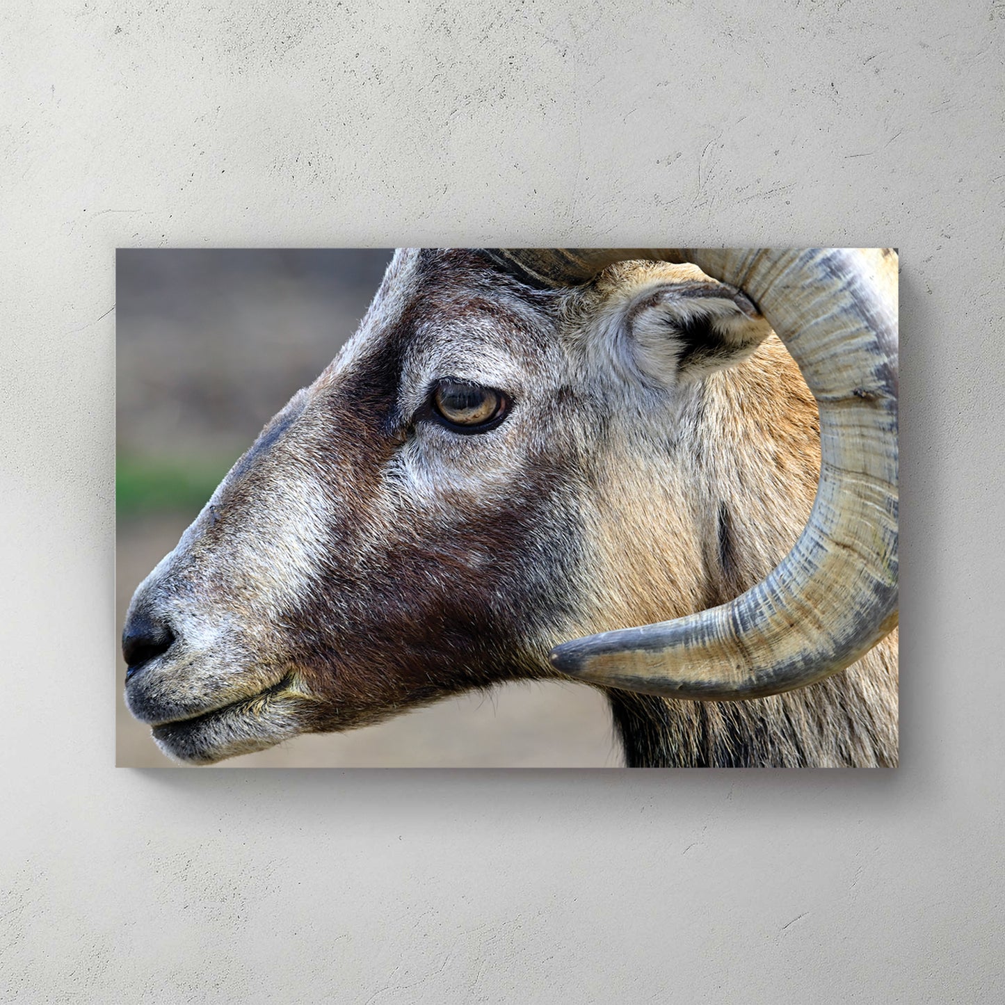 Tight profile of a mountain ram, curved ridged horn, grizzled brown-and-grey coat, soft field behind — canvas wall art print