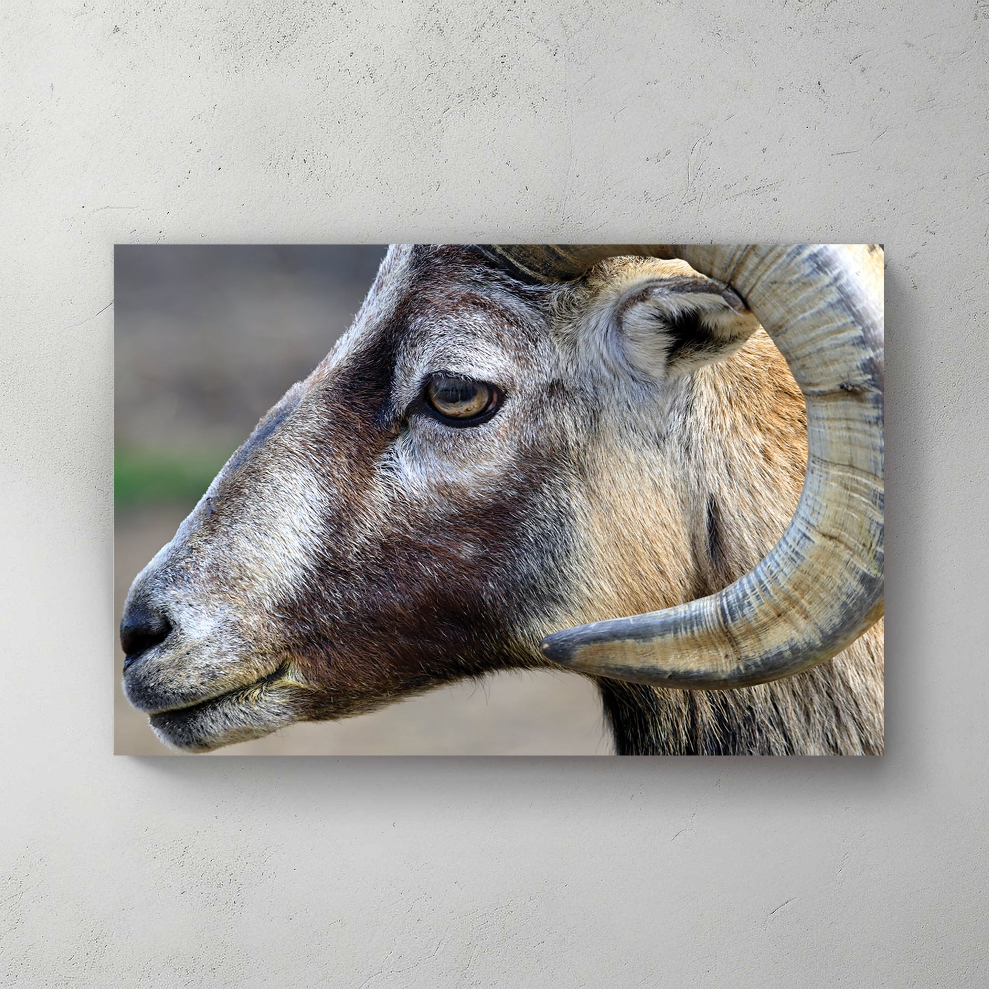 Tight profile of a mountain ram, curved ridged horn, grizzled brown-and-grey coat, soft field behind — canvas wall art print