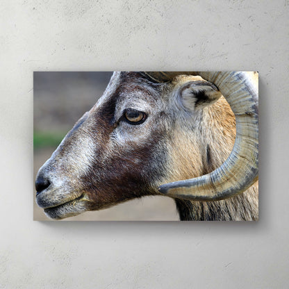 Tight profile of a mountain ram, curved ridged horn, grizzled brown-and-grey coat, soft field behind — canvas wall art print