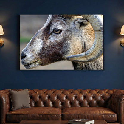 Mountain Ram Portrait canvas wall art print above a sofa in a contemporary living room
