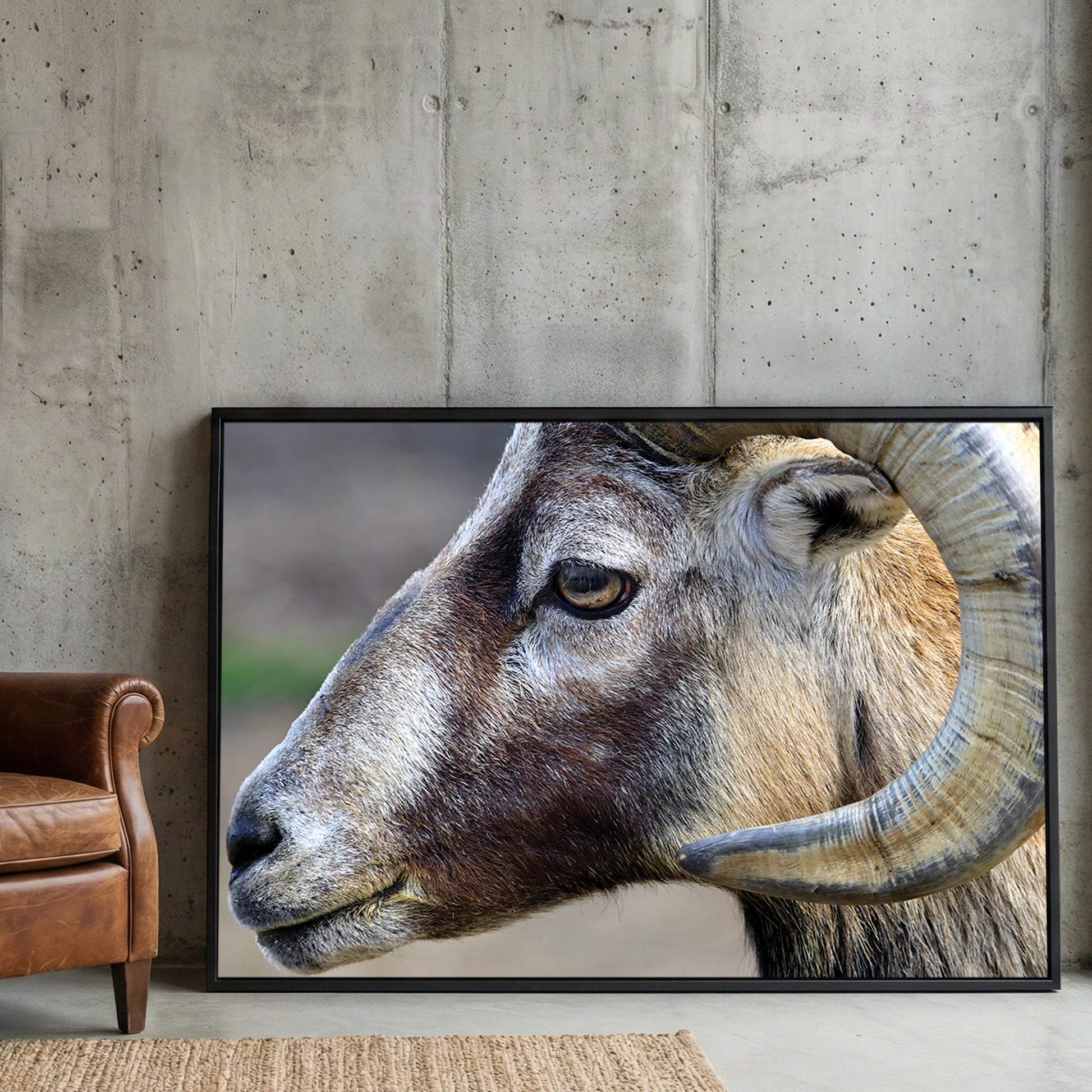 Mountain Ram Portrait framed canvas wall art print in a gallery-style display